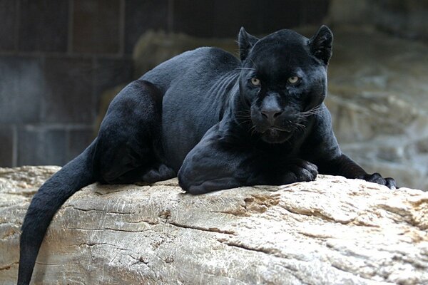 Der schwarze Panther liegt auf einem Baumstamm