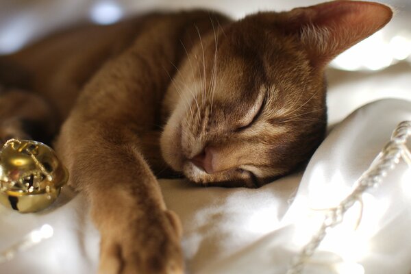 Para El año nuevo, el gato duerme en la tela con una bola de guirnalda