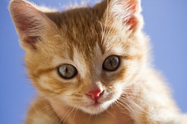 Mały rudy kotek o żółtych oczach