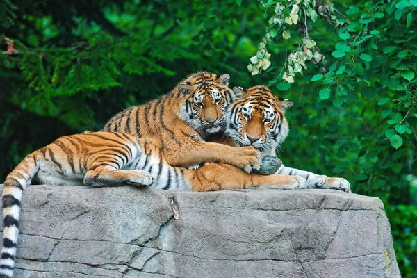 La familia del tigre en un abrazo