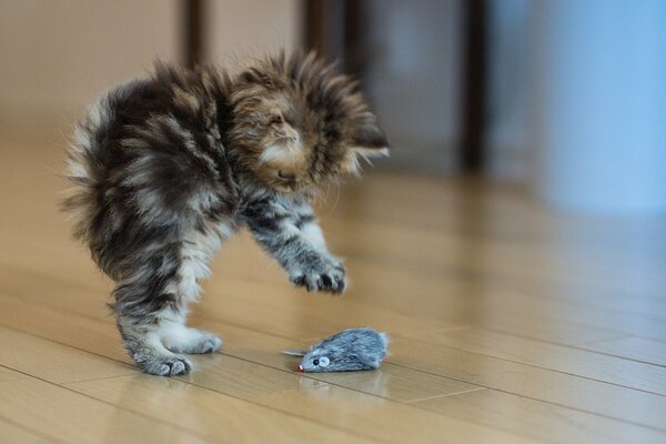 Gatito peludo juega con el ratón