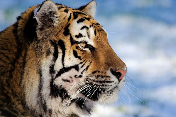 Bella tigre sullo sfondo del cielo