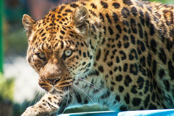 Ein gesprenkelter Leopard schleicht sich leise