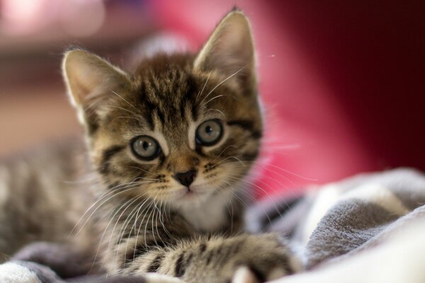 Le museau de laine d un chat en gros plan