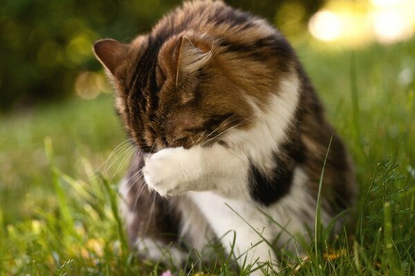 A cat in the grass washes with a paw