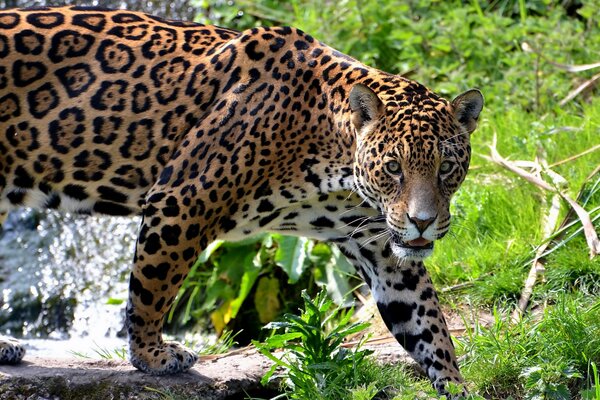 A big cat. Spotted Jaguar