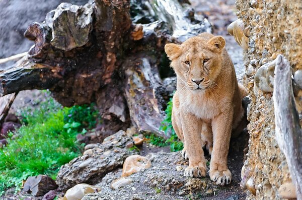 Lion on a rock in the rocks