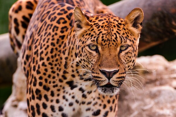 Schöner Leopard auf Steinen