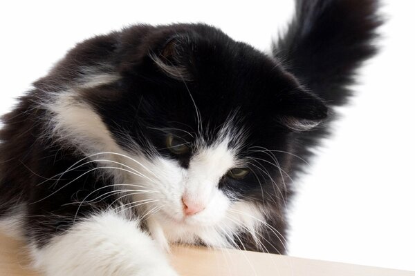 Un gato blanco y negro juega sobre un fondo blanco