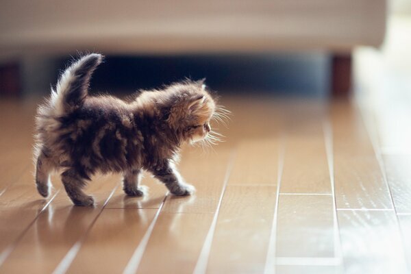 Petit chat marche sur le parquet