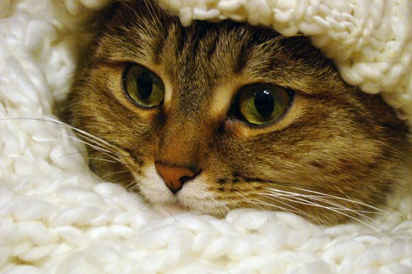 Cat s eyes peeking out of a knitted bedspread