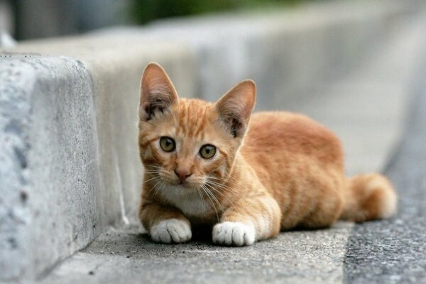 A red-haired cat lies and looks at the road