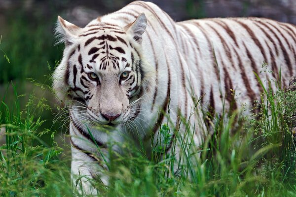 The white tiger watches its prey from afar