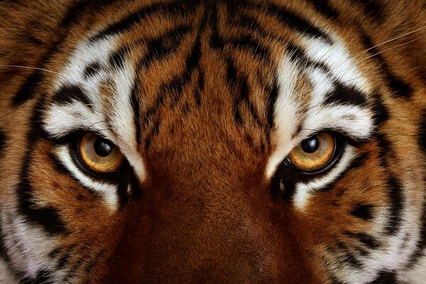 Beautiful tiger fur, predatory look