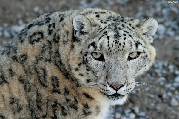 Predatory look of a snow leopard