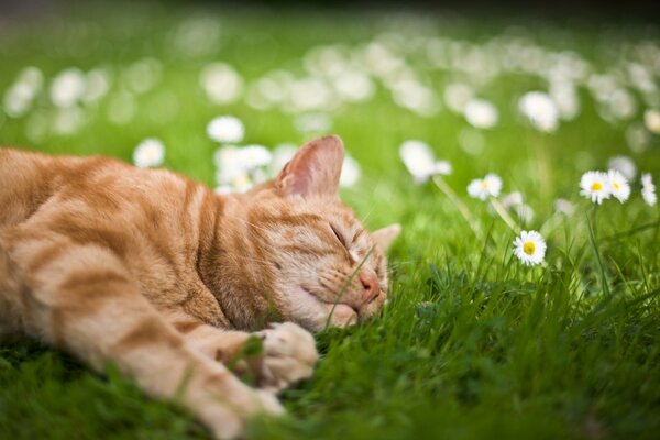 A red-haired cat luxuriates on the grass in summer