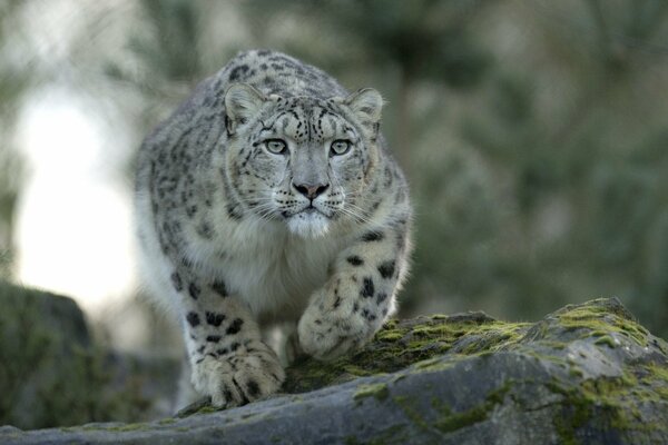 Un leopardo de las Nieves acecha en el bosque