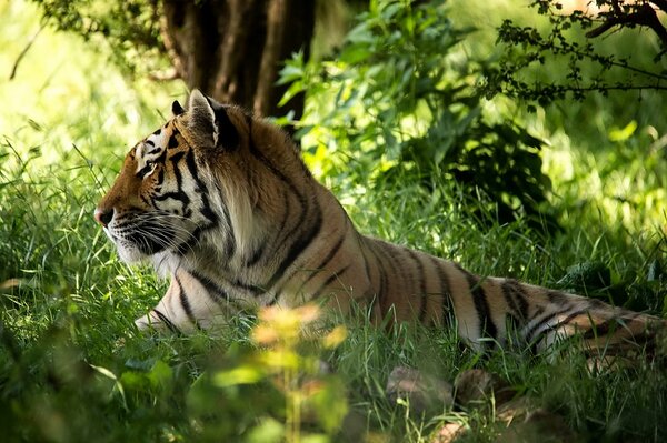 Majestätischer Tiger im Wald auf dem Rasen