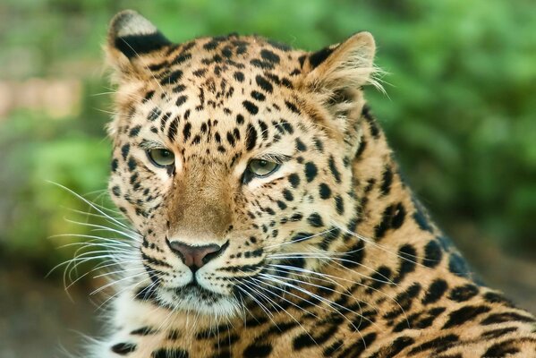 Der Leopard schaut ruhig zur Seite