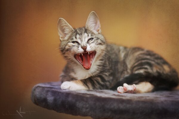 The kitten yawns funny lying down