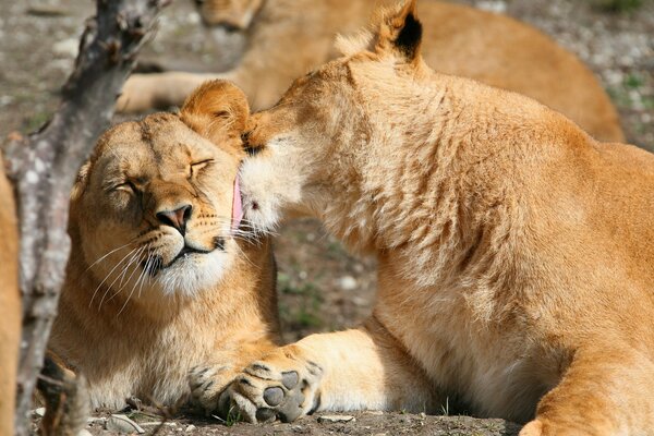 Couple de lions se caresser les uns les autres
