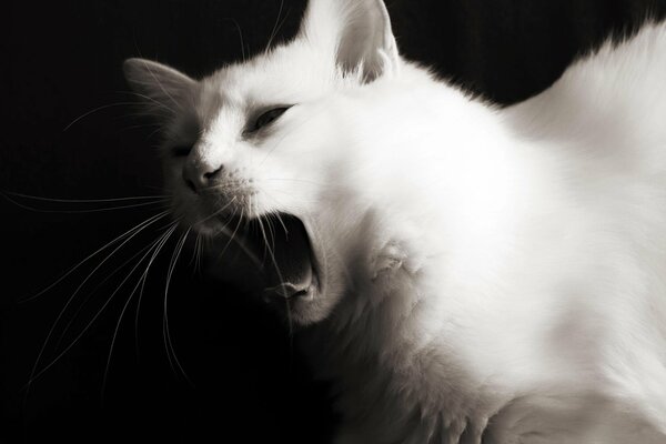 Sleepy muzzle on a black background