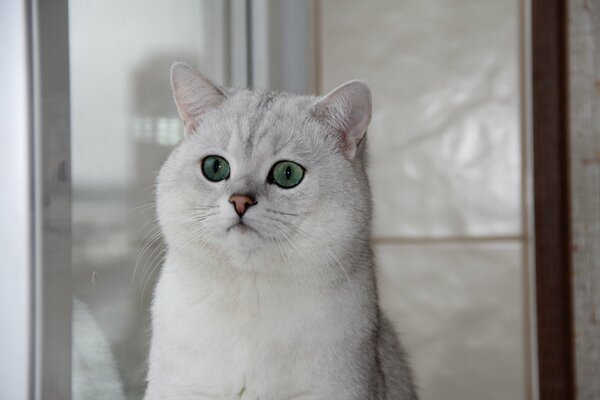 Chinchilla britannique avec des yeux verts sur la fenêtre