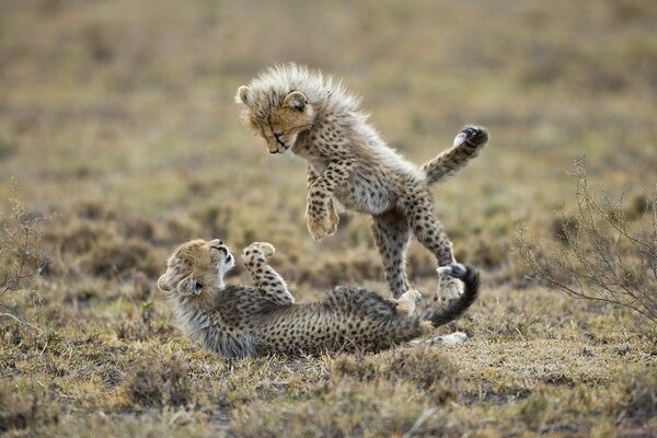 A playful game of predators in nature