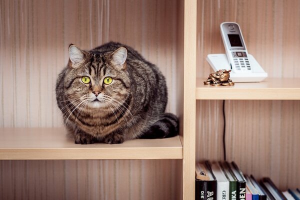 Striped cat sitting in the closet