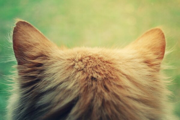 The head of a red-haired cat background