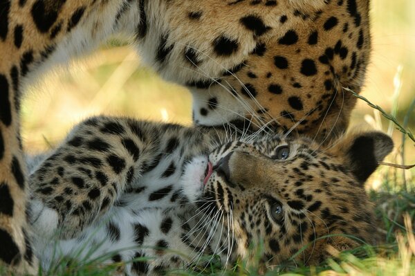 La madre del leopardo dell Amur bacia il suo gattino
