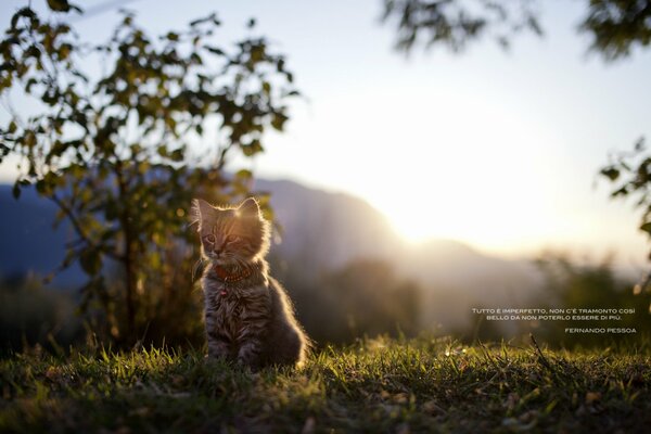 Un gato en la hierba oscurece la luz