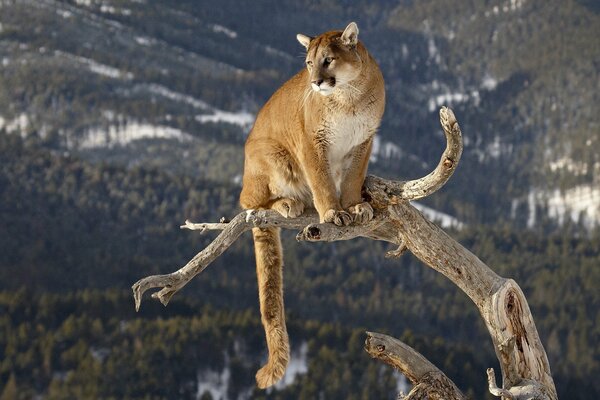 Boska Puma na drzewie