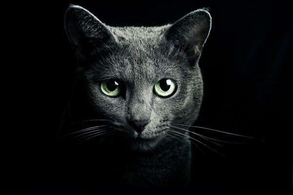 Poważny wygląd kota. Zielone oczy