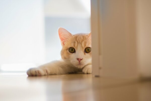 Die Katze streckte ihre Beine vor der Tür aus