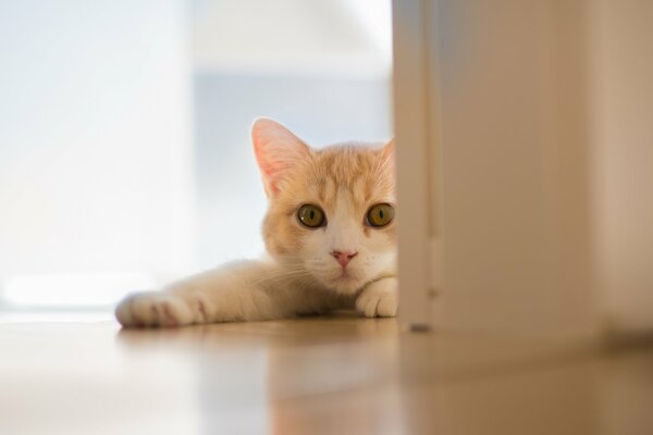 Un gato saca sus patas de la puerta