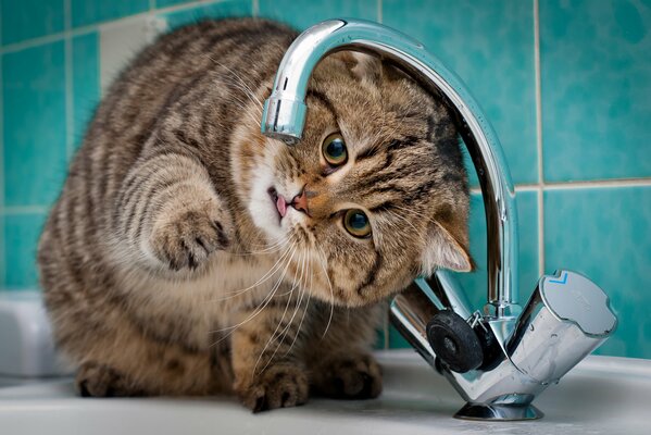 Cat under the faucet in the bathroom