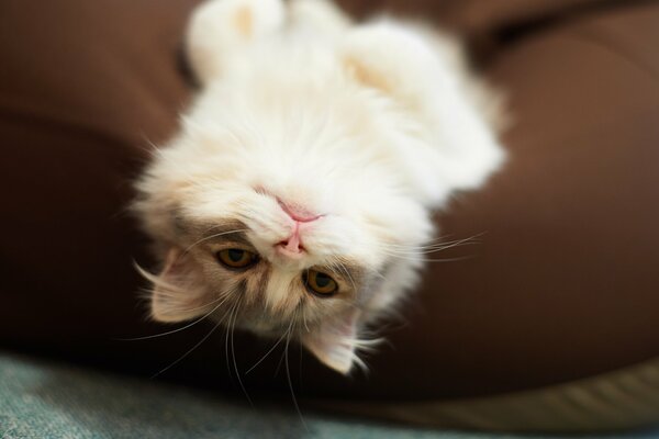 Gatto peloso sul cuscino