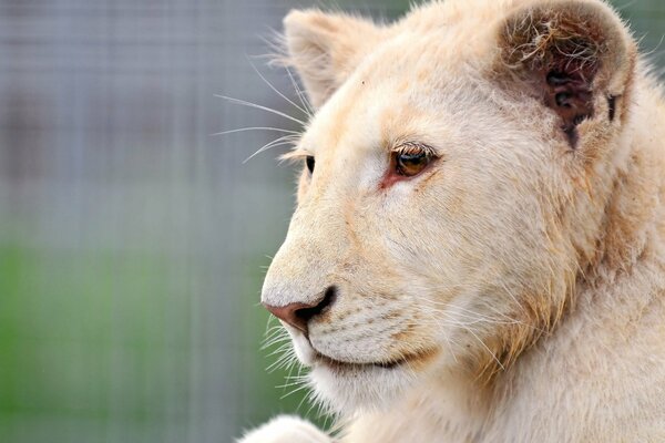 The albino white lion looks into the distance