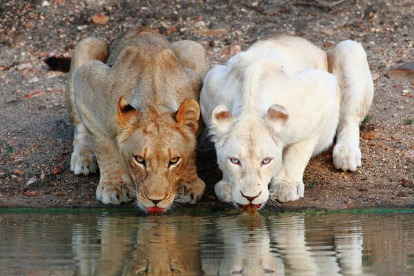 Deux belles lionnes sont venues à l abreuvoir