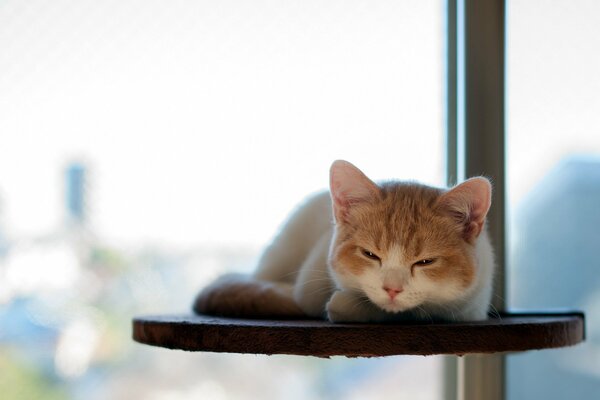 A cat napping on a stand by the window