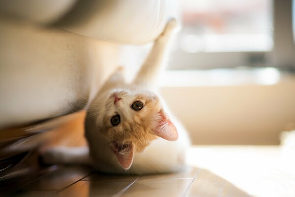 Gatito jugando con las patas en el sol