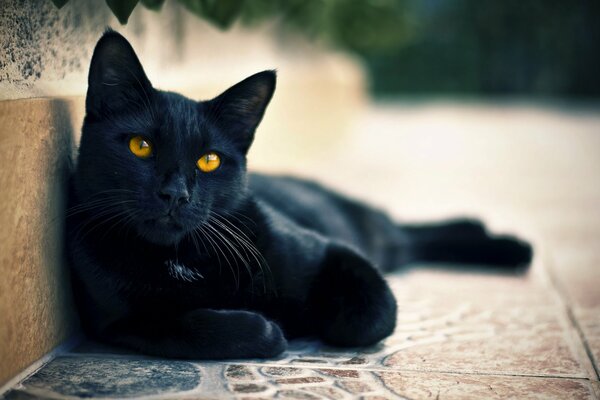 Foto schwarze Katze auf der Straße