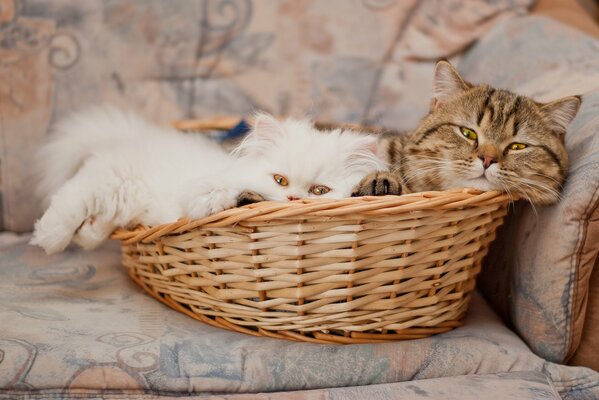 Striped white Persian are in the basket