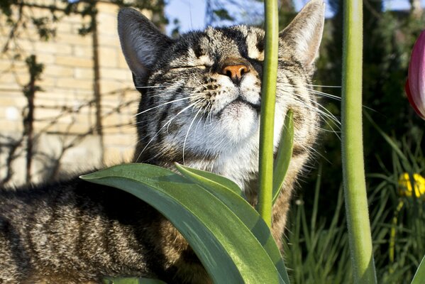 Серый котик греющийся на солнце в траве