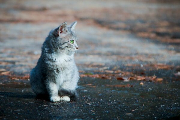 Kot czeka na właściciela na ulicy