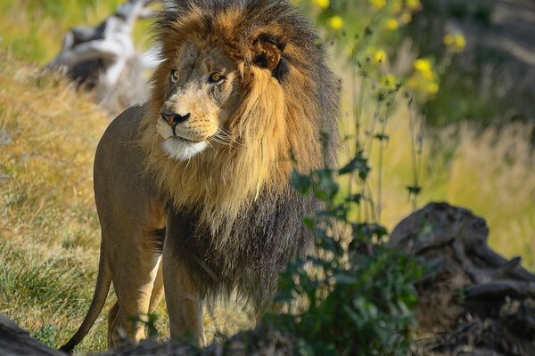 Lion dans des conditions naturelles regarde de côté