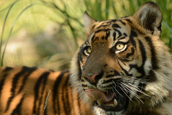 El tigre de Sumatra saca la lengua