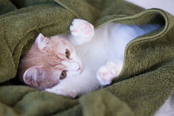 Picture of a kitten lying in a blanket