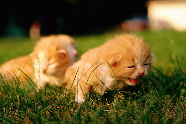 Red-haired little kittens bask in the sun